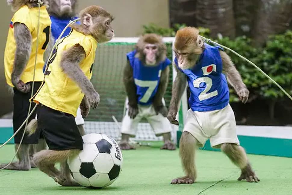 様々なパフォーマンスを行なっている